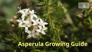 Asperula Growing Guide Woodruff  All You Need to Know to Get Started by Gardeners HQ [upl. by Elocyn]