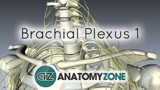 Brachial Plexus  Branches  3D Anatomy Tutorial [upl. by Imelida]