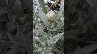 Growing ARTICHOKE PLANT in our Backyard shorts [upl. by Itsud802]