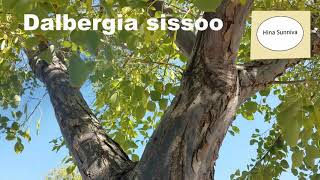 Dalbergia sissoo India Rosewood Sheesham tree [upl. by Onivag75]