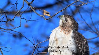 Buteo jamaicensis REDTAILED HAWK watched groung below for prey and above for threats 9086198 [upl. by Amees243]