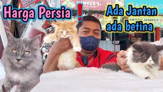 Harga kucing Pasar Bersih Cikarang❗ Berbagai Kucing Persia Siap Diadopsi [upl. by Adliwa]