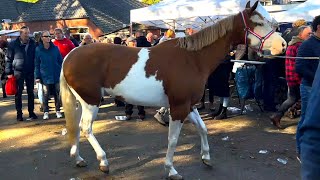 Pferdemarkt ZUIDLAREN Paardenmarkt in Holland NL 17102023 Teil 2 [upl. by Ayela907]