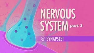 The Nervous System Part 3  Synapses Crash Course Anatomy amp Physiology 10 [upl. by Steen]