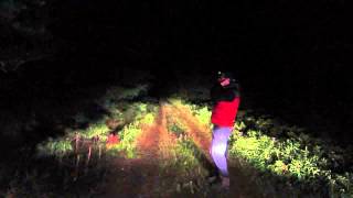 Wolf howling in Eastern Algonquin Park September 2014 [upl. by Ninehc]