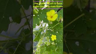 How to hand pollinate for maximum yield gardening California zone9b [upl. by Rinaldo]