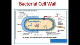 Microbiology of Bacterial Cell Wall [upl. by Martres]