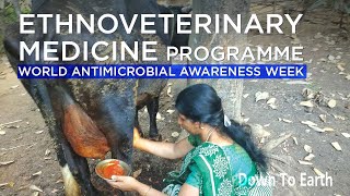 How ethnoveterinary medicines combat Antimicrobial resistance  World AMR Week [upl. by Romeyn798]