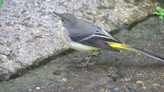 Grey Wagtail at the waters edge [upl. by Enelyaj]