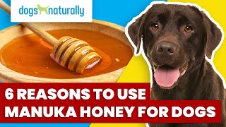 6 Reasons To Use Manuka Honey for Dogs [upl. by Eeniffar720]