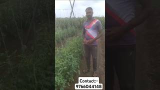 Water soluble NPK Fertilizer 126500  Wealthy crop science [upl. by Alamac294]