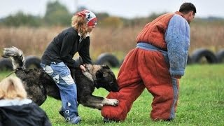 Caucasian Shepherd Ataman  Chempion on Security [upl. by Leirua404]