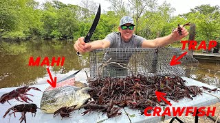 How to Trap Thousands of Crawfish using Mahi for Bait Catch amp Cook [upl. by Aisyla]