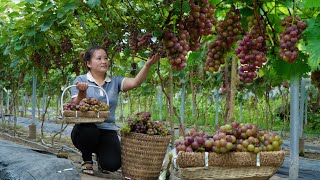 Harvesting the grape garden to sell Husband comes home to take care of amp cook for Linhs [upl. by Ecneitap]