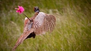 How to Hunt Pheasant with a Bow [upl. by Oslec]