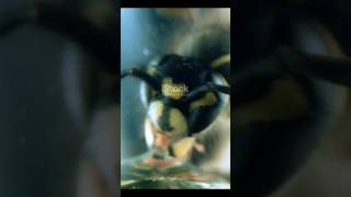 REMOVEING WASP BY USING PETROLFACTSSHORT INTERESTING AND FUNNY FACT [upl. by Lucienne621]