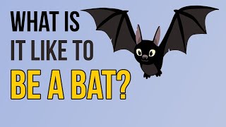 What is it like to be a BAT By Thomas Nagel complete [upl. by Dorren]