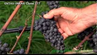 Pinot Noir ENTAVINRA® 777 Riversun Video [upl. by Elizabeth]