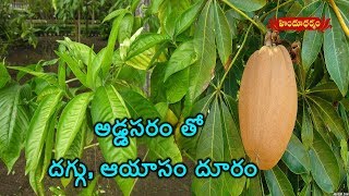 Benefits And Medicinal Uses Of Malabar Nut Addasaram  Veda Vaidhyam  Hindu Dharmam [upl. by Siegler]