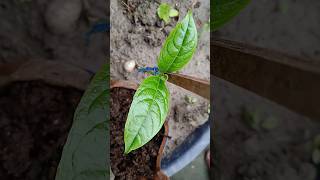 propagate jackfruit plant from seeds 🌱🌿🌳 treelover naturelover plantlover [upl. by Shyamal]