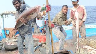 Fishing Boat Line Hook Conger Eel Fish Wild Fish Green Sea [upl. by Stanislaus]