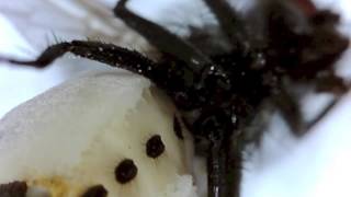 Fly outside tree bumblebee nest attacked by fungus [upl. by Ellemaj]