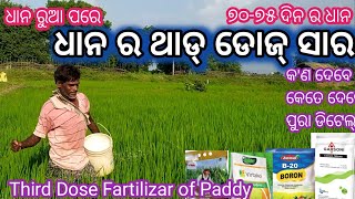 ଧାନ ଚାଷ ର ଥାଡ୍ ଡୋଜ୍ ୭୦୭୫ ଦିନ ଧାନ ର ସାର Third Dose Fartilizar of Paddy [upl. by Bartie]