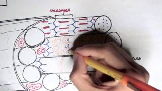 Myology  Skeletal Muscle Contraction [upl. by Anselmi]