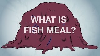 What is Fish Meal [upl. by Victorie]