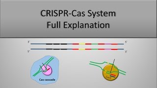 CRISPR System and CRISPR CAS9 Technique The full principle Part 1 [upl. by Yecram]