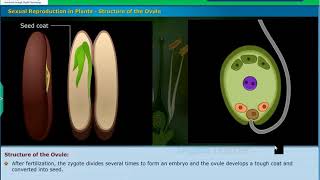 Structure of Ovule Reproduction Class 10 Biology [upl. by Flessel]