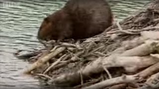 How Do Beavers Build A Dam  BBC [upl. by Gaile502]