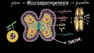 Microsporogenesis process  Sexual reproduction in flowering plants  Biology  Khan Academy [upl. by Anihtyc]