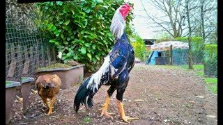 Pure shamo rooster with breeder hens [upl. by Michaelina922]