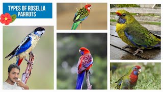 Rosella bird information ✓✓ Types and sound ✓✓🦜🦜 rosella parakeet breeding india [upl. by Enyawed17]