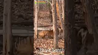 Two tigers fight for tigress in Tipeshwar Wildlife Sanctuary  Tiger Territorial Fight in Tipeshwar [upl. by Wennerholn585]