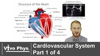 Cardiovascular System Part 1 of 4  Anatomy [upl. by Eiramrebma92]