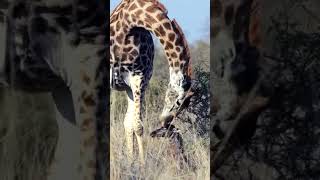 Amazing Giraffe seen giving birth while standingsubscribe [upl. by Yrrehc]