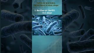 Types of bacteria on the basis of shape biology bio bacteria coccus bacillus exam shorts 1 [upl. by Esilanna]