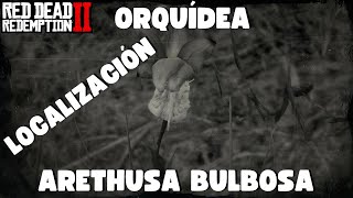 Localización de las 5 Orquídeas Arethusa Bulbosa de RDR2 [upl. by Leimaj]