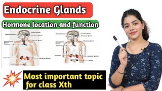 Endocrine Glands  Control And Coordination  Hormones Glands Location amp its Function  Class 10th [upl. by Nitneuq107]