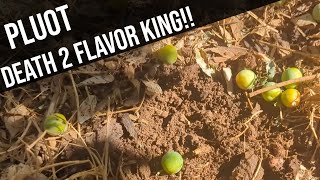 What is killing my Flavor King Pluot tree Ideas thoughts and actions [upl. by Bryn801]