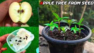 How To Grow Apple Tree From Seed Easily At Home  Growing Apple Tree Form Seed [upl. by Barrow]