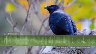 Satin Bowerbird  Sounds and Calls [upl. by Aniz]