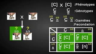 Monohybridisme  Cas du gène létal [upl. by Yoreel]