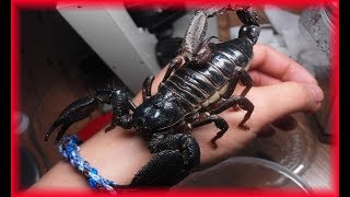 🦂 CURIOSIDADES Del ESCORPIÓN [upl. by Atin]