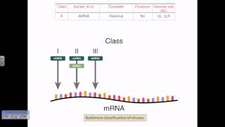 Baltimore classification of viruses [upl. by Nevur]