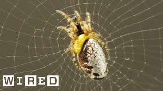 This Wasp MindControls Spiders While Eating Them Alive [upl. by Micky]