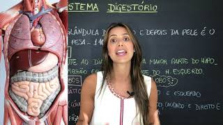 Anatomia Humana  Sistema Digestório  Fígado Vesícula Biliar e Pâncreas Parte 13 [upl. by Cyna622]