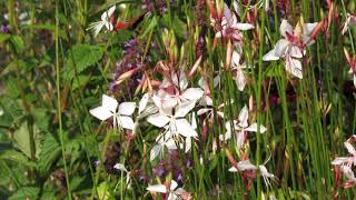 Gaura lindheimeri Whirling Butterflies [upl. by Madelyn220]